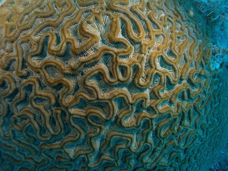 brain-coral-1669995_960_720